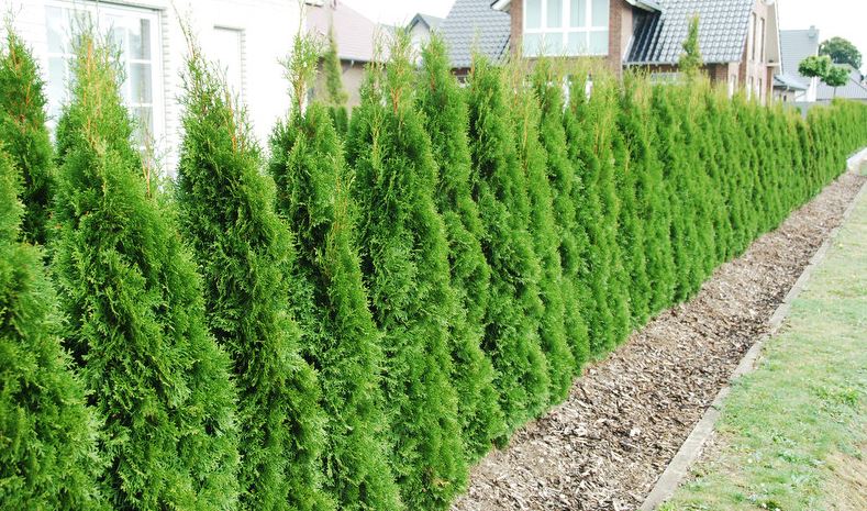 Thuja Smargd